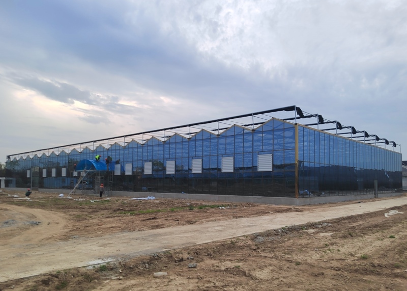 Commercial Glass Greenhouse With Irrigation System