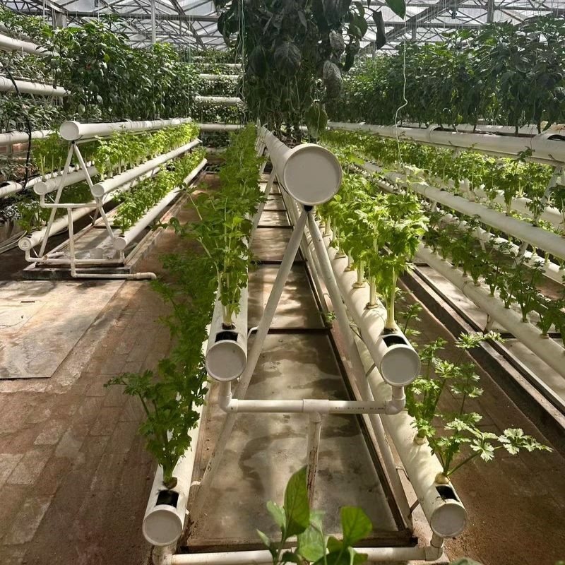 Glass Roof greenhouse