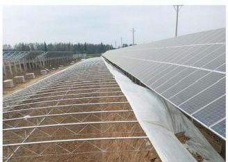 Solar Panel Greenhouse