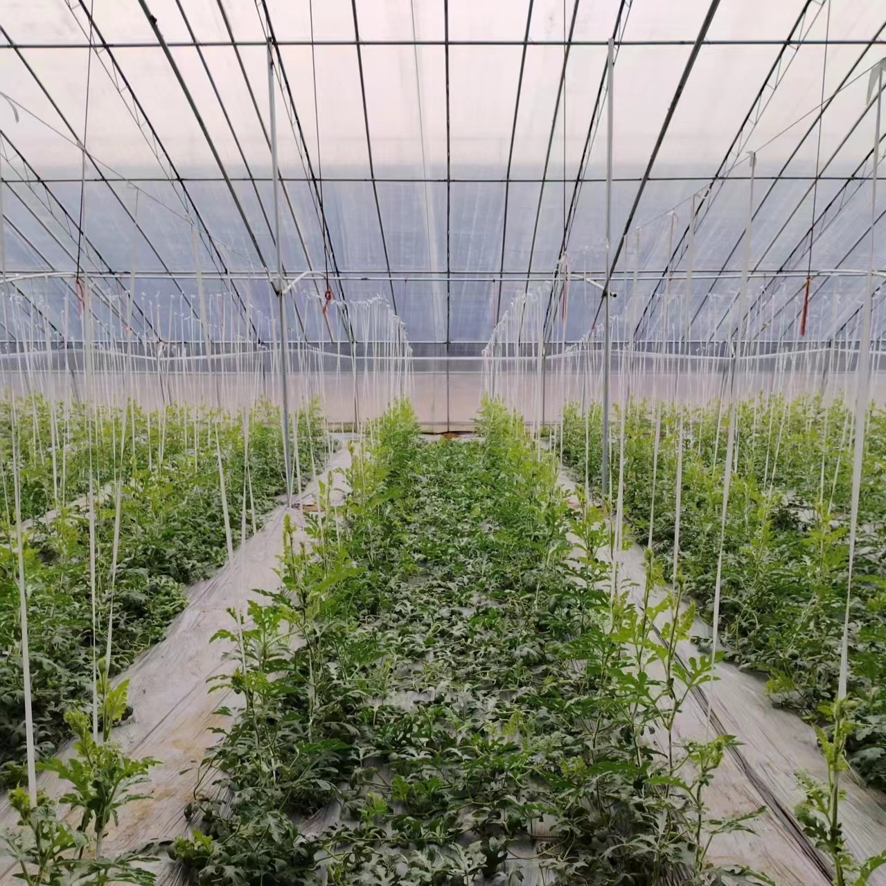 Tomato Greenhouse