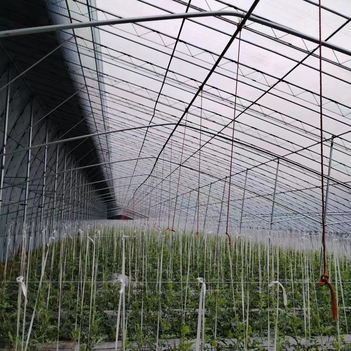 Plastic Film Greenhouse