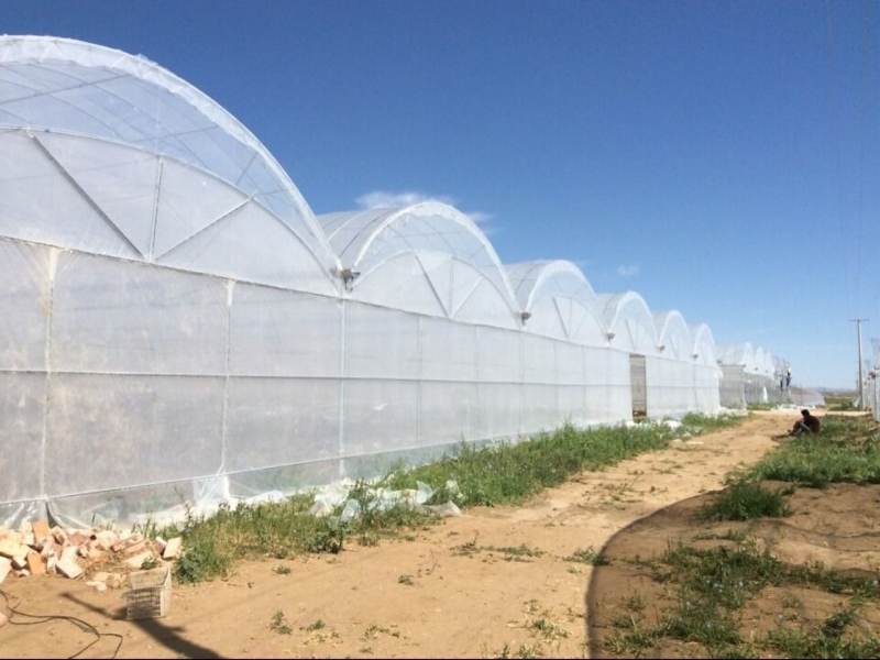 Multi-Span Tunnel Polyethylene Film Greenhouse