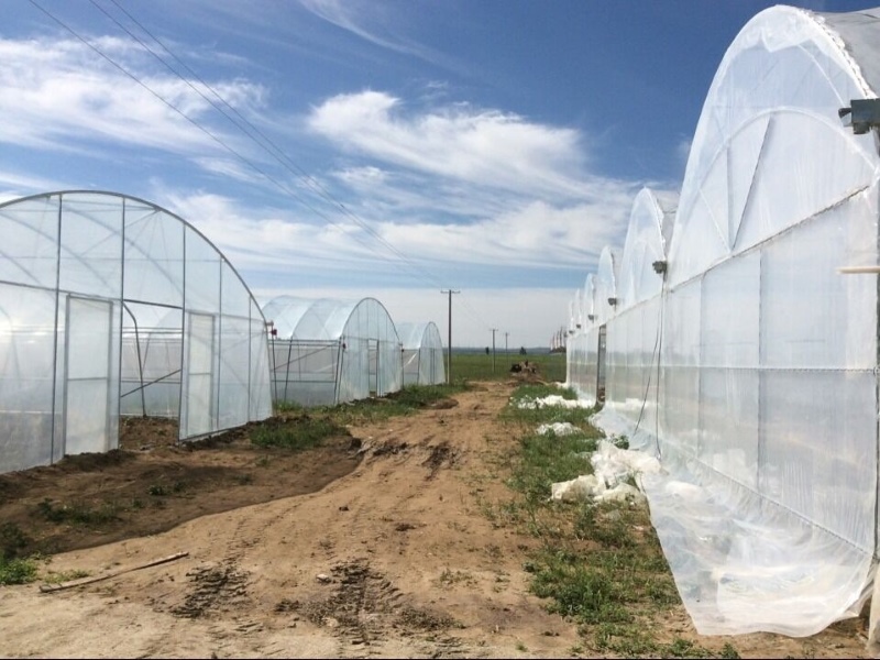 Commercial Single-Span Arch Greenhouse