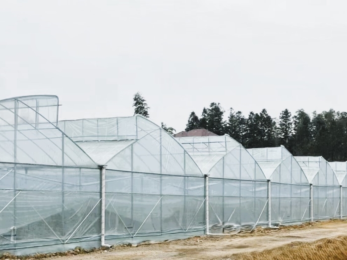 Multi-Span Plastic Film Sawtooth Greenhouse