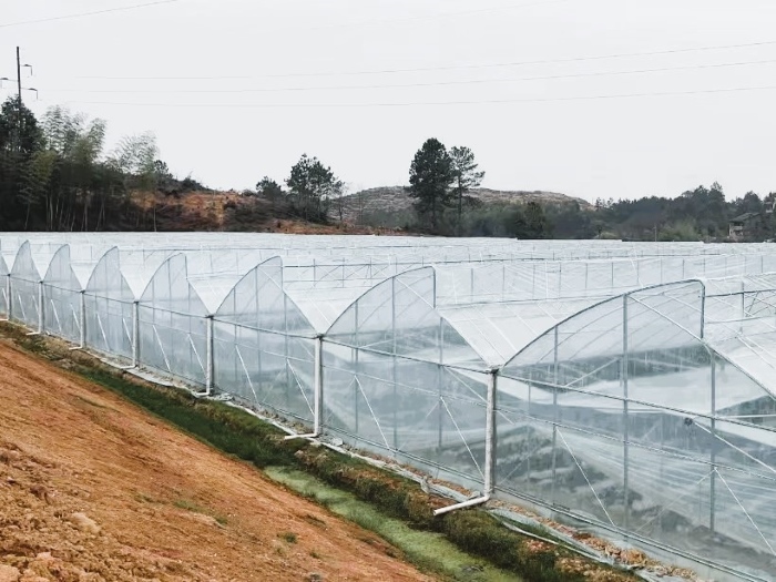 Multi-Span Plastic Film Sawtooth Greenhouse