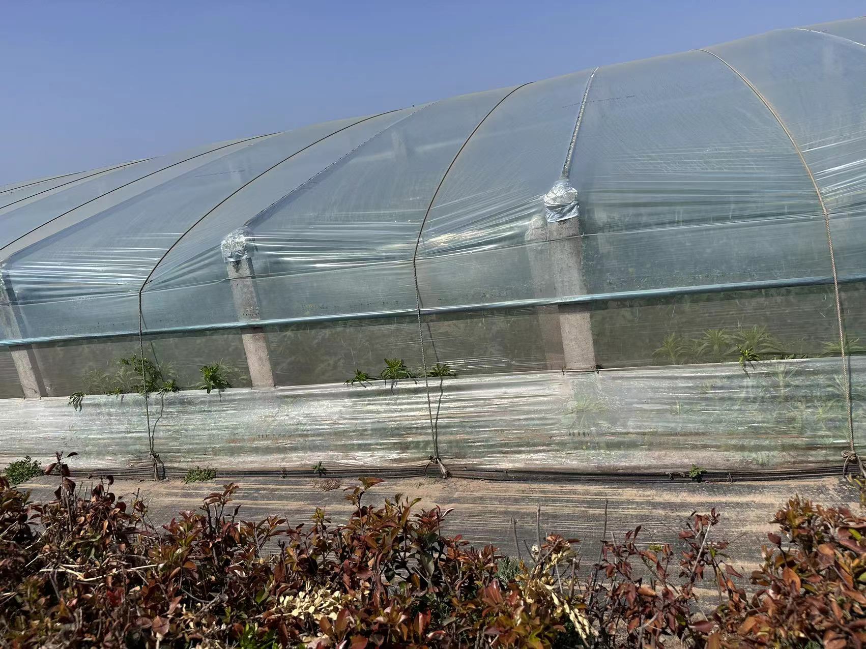 PolyTunnel Greenhouse