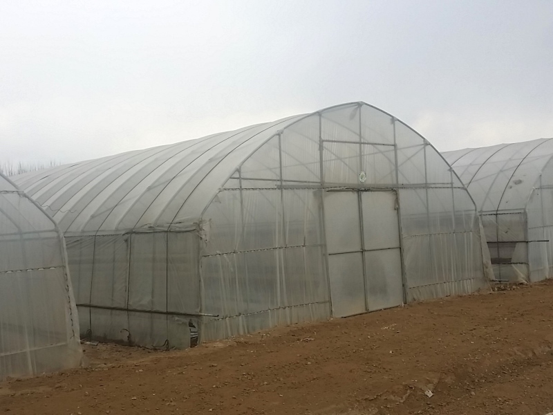 Single-span Poly Tunnel Greenhouse