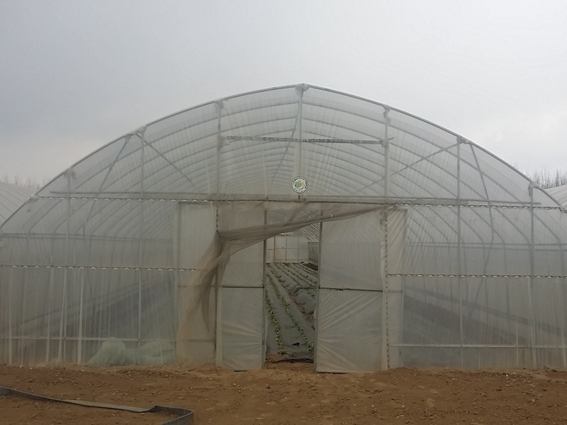 Single-span Poly Tunnel Greenhouse