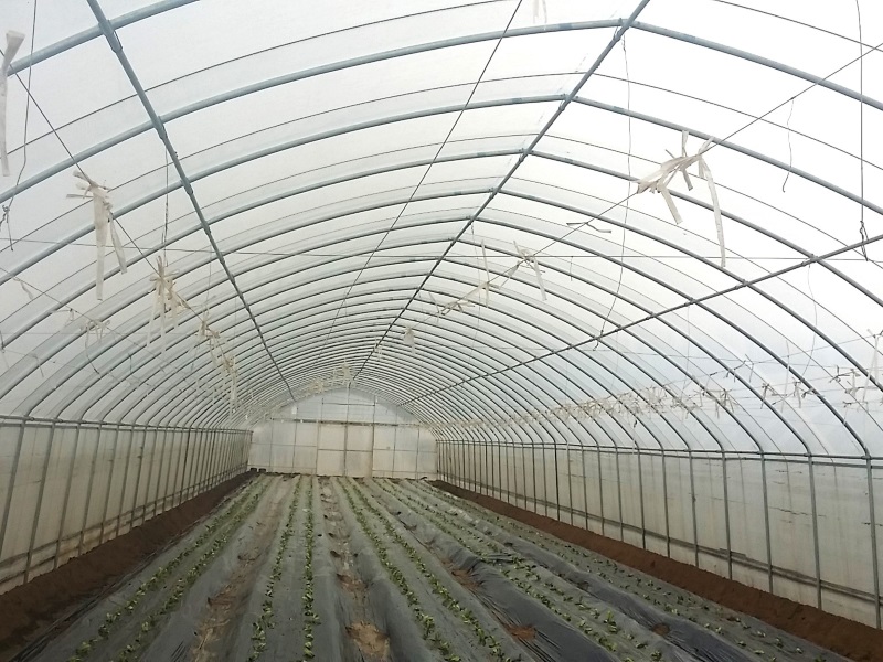 Single-span Poly Tunnel Greenhouse