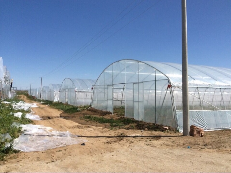 Plastic Wrap Greenhouse For Lettuce Planting