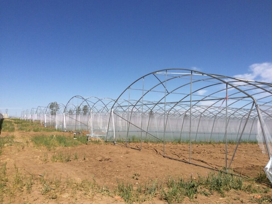 Plastic Wrap Greenhouse For Lettuce Planting