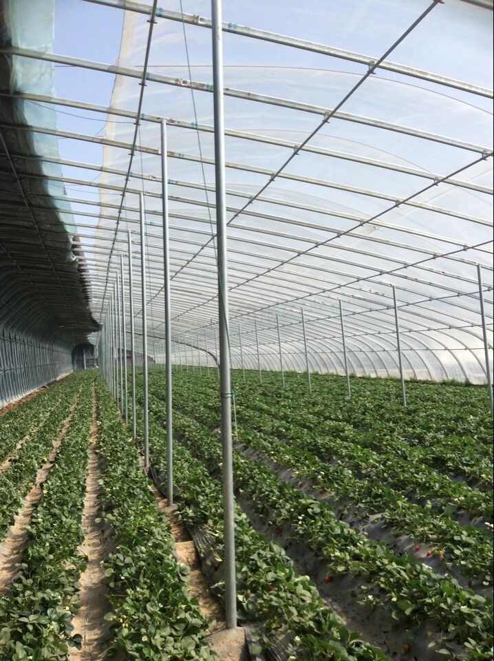 Dome Greenhouse