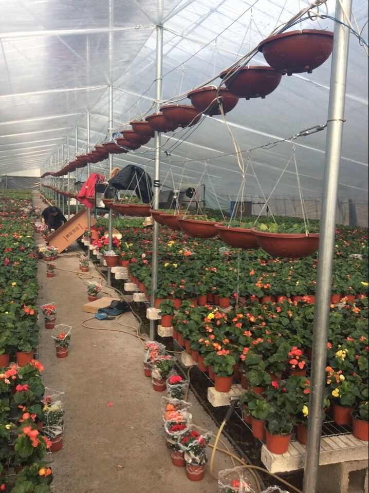 Small Polytunnel