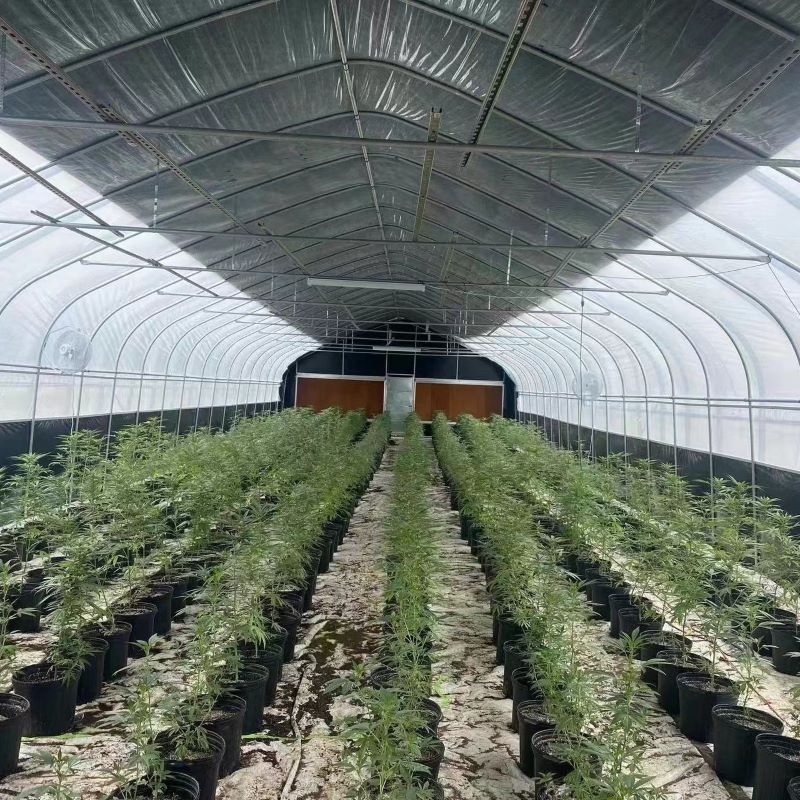 Automated Light Deprivation Greenhouse For Herb