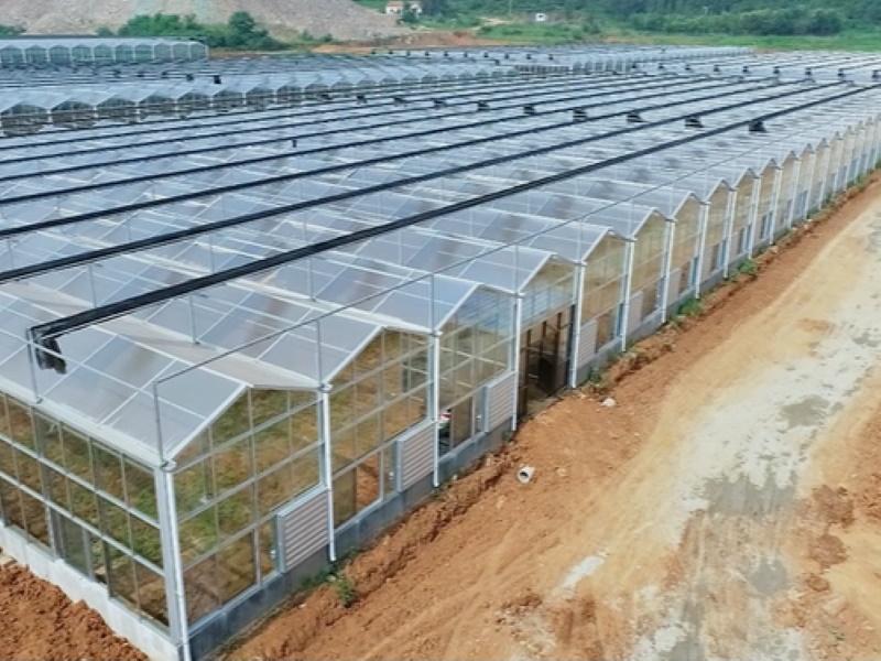 Multi-Span Rectangular Clear Polycarbonate Sheet Greenhouse