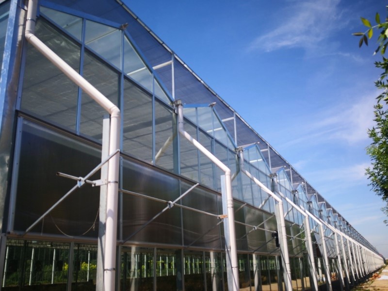 Modern Intelligent Glass Panels Greenhouse