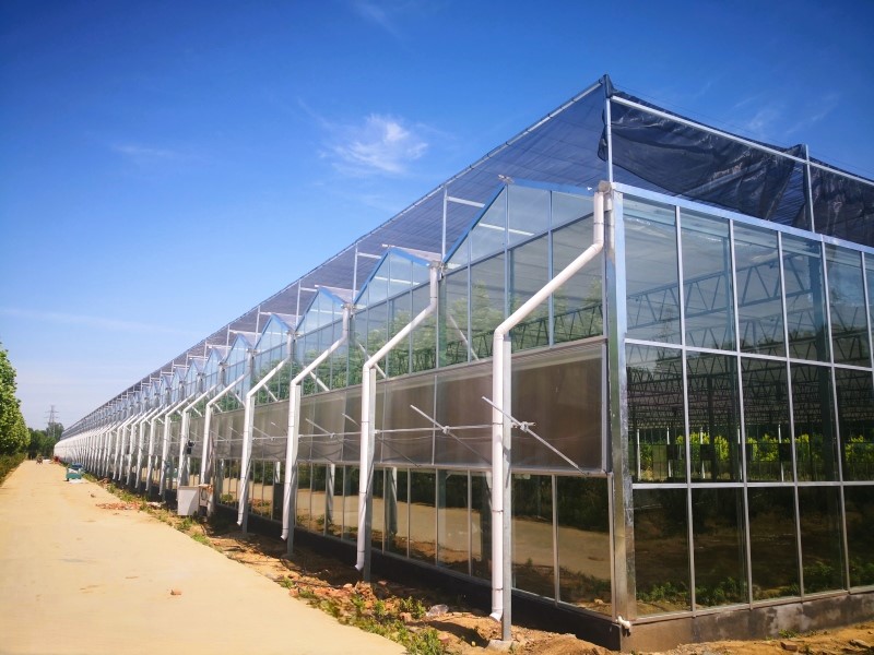 Modern Intelligent Glass Panels Greenhouse