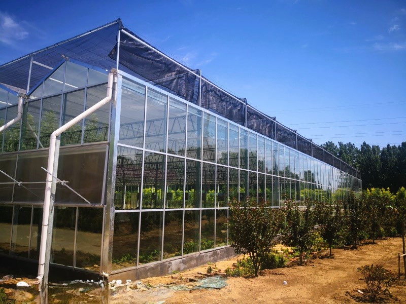 Modern Intelligent Glass Panels Greenhouse