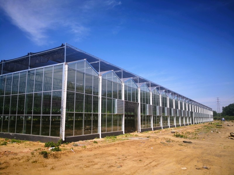 Modern Intelligent Glass Panels Greenhouse