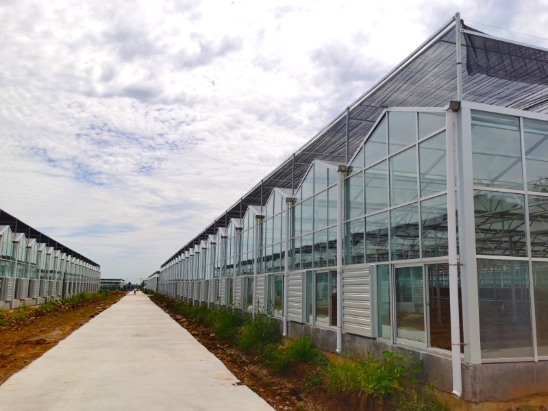 Agricultural Glass greenhouse With Heating System