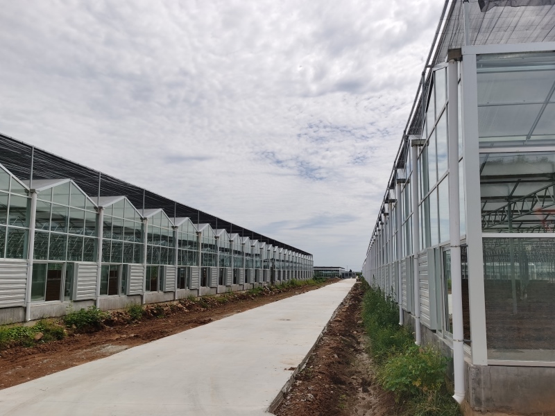 Agricultural Glass greenhouse With Heating System