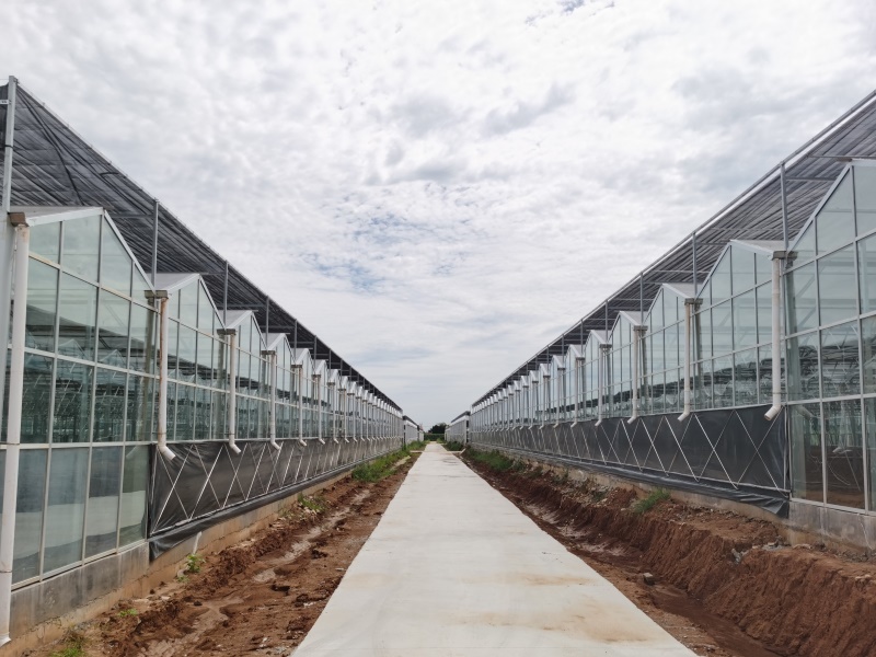 Agricultural Glass greenhouse With Heating System