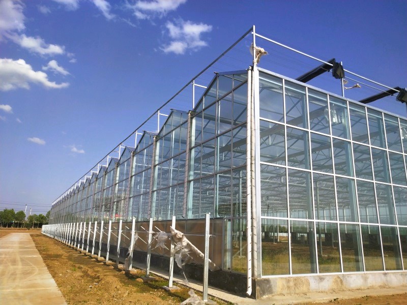 Multi-Span Large Glass Greenhouse With Hydroponic System