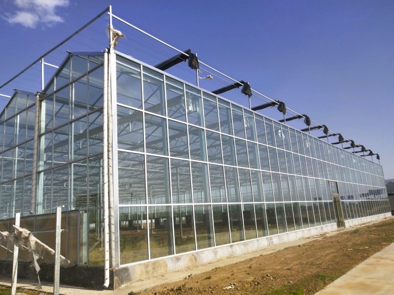 Multi-Span Large Glass Greenhouse With Hydroponic System