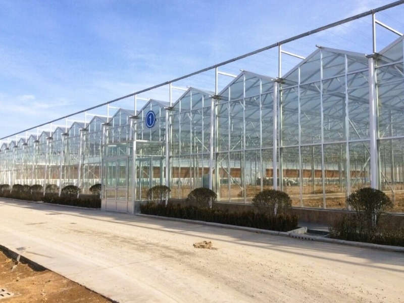 Multi-Span Large Glass Greenhouse With Hydroponic System