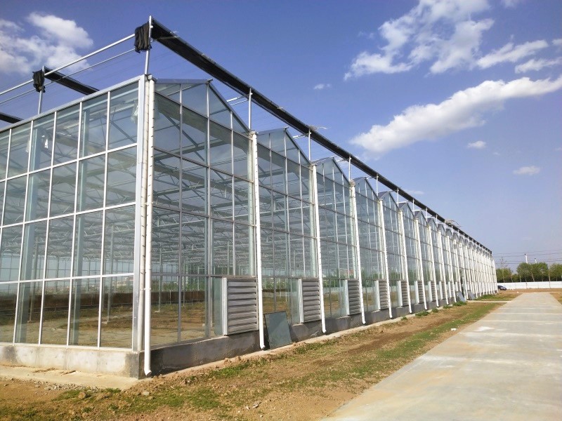 Multi-Span Large Glass Greenhouse With Hydroponic System