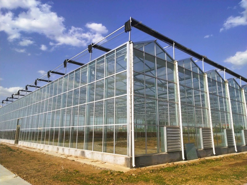 Multi-Span Large Glass Greenhouse With Hydroponic System