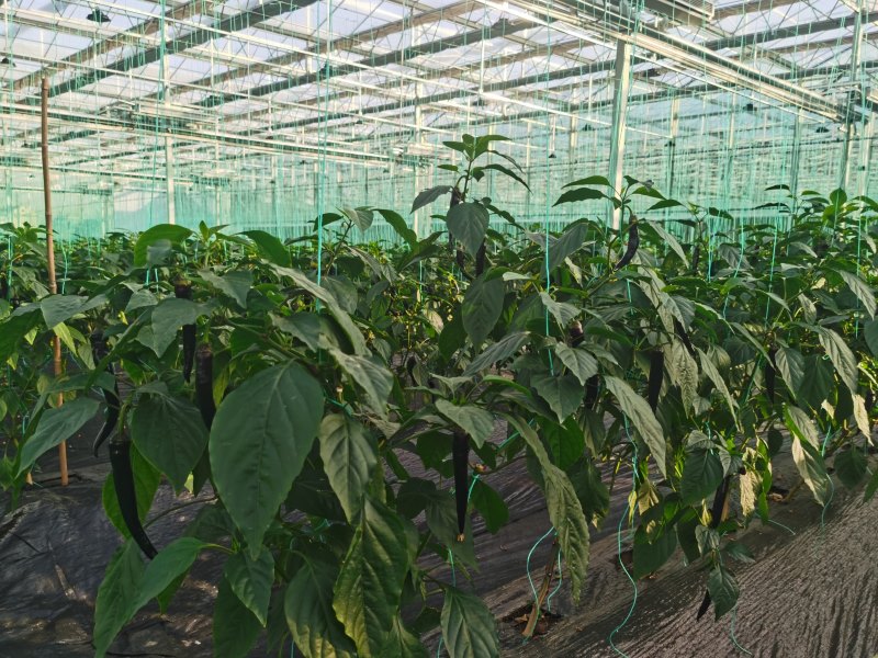 Agricultural Clear Plastic Film Conservatory