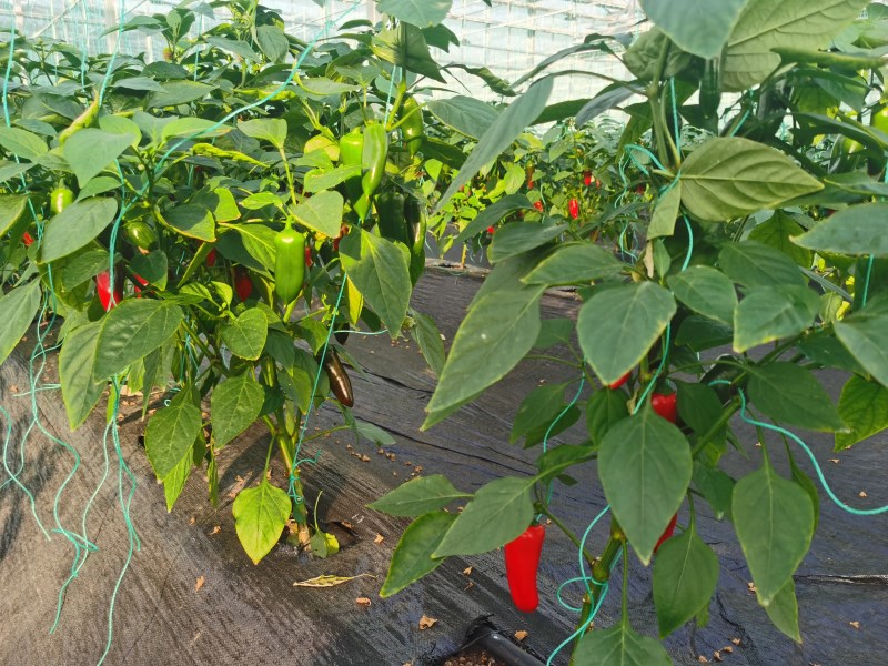 Dome Small Polytunnel Greenhouse