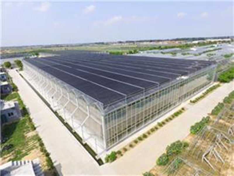 Multi-Span Rectangular Clear Polycarbonate Sheet Greenhouse