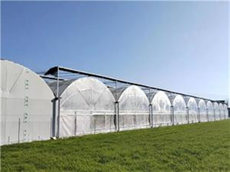 Multi-Span Tunnel Polyethylene Film Greenhouse