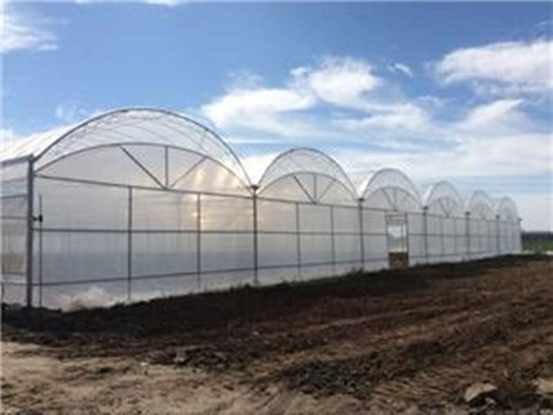 Multi-Span Film Insulated Greenhouse