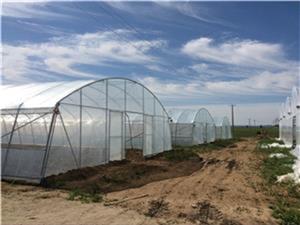 Commercial Single-Span Arch Greenhouse