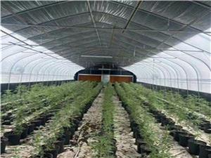 Intelligent PE Film Light Deprivation Greenhouse