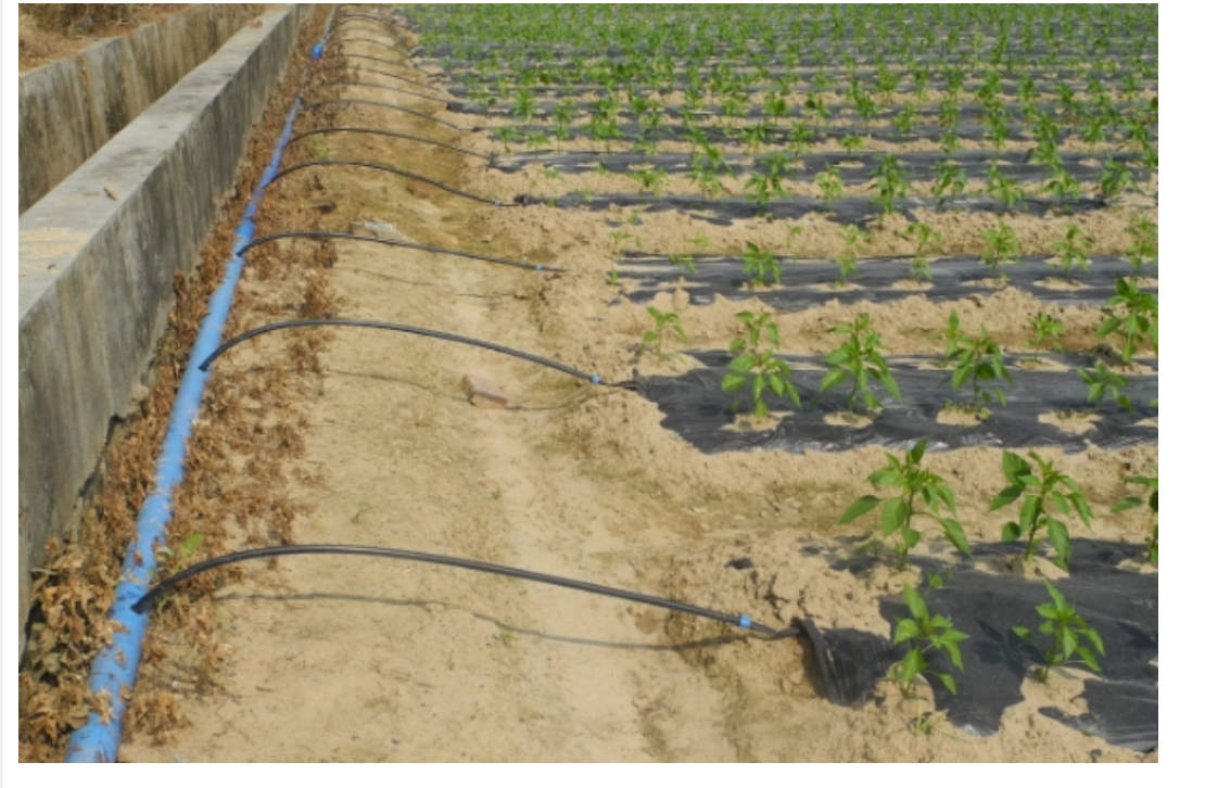 irrigation and fertilization