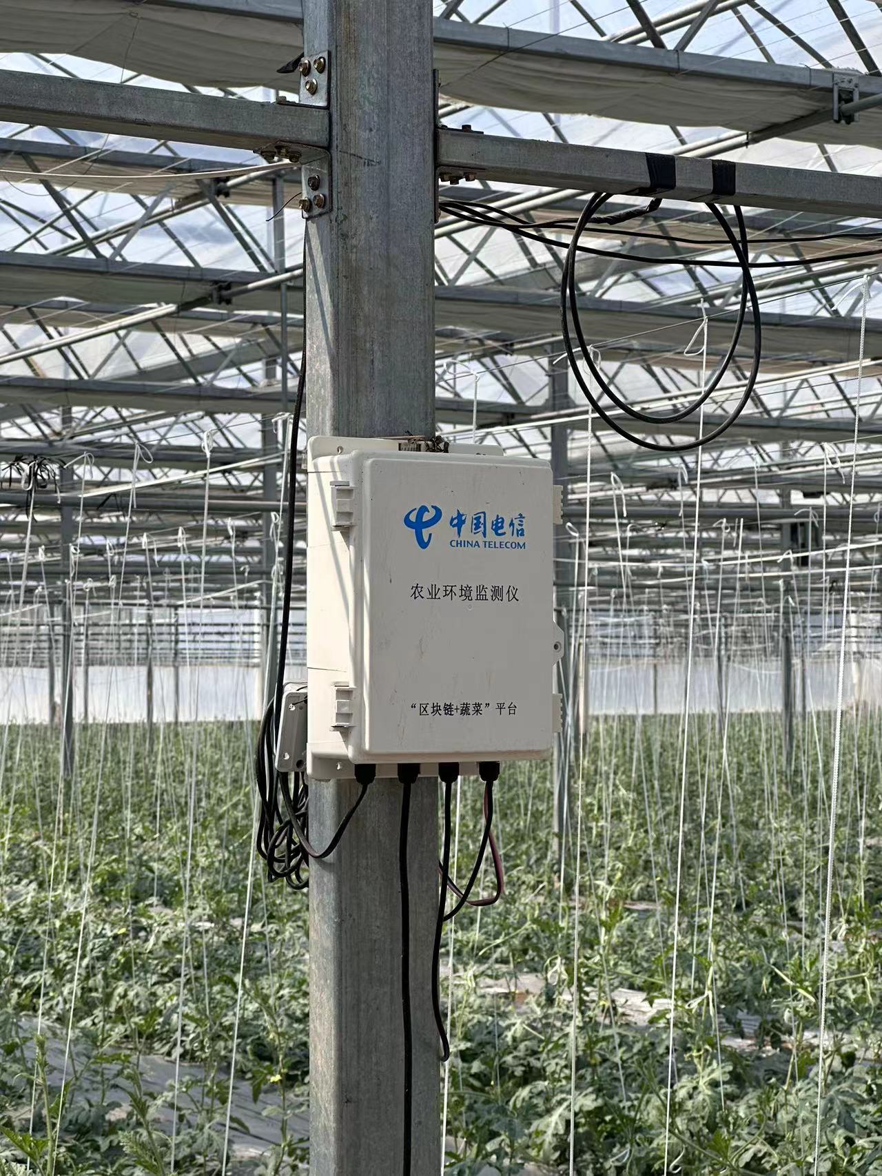 polytunnel greenhouse