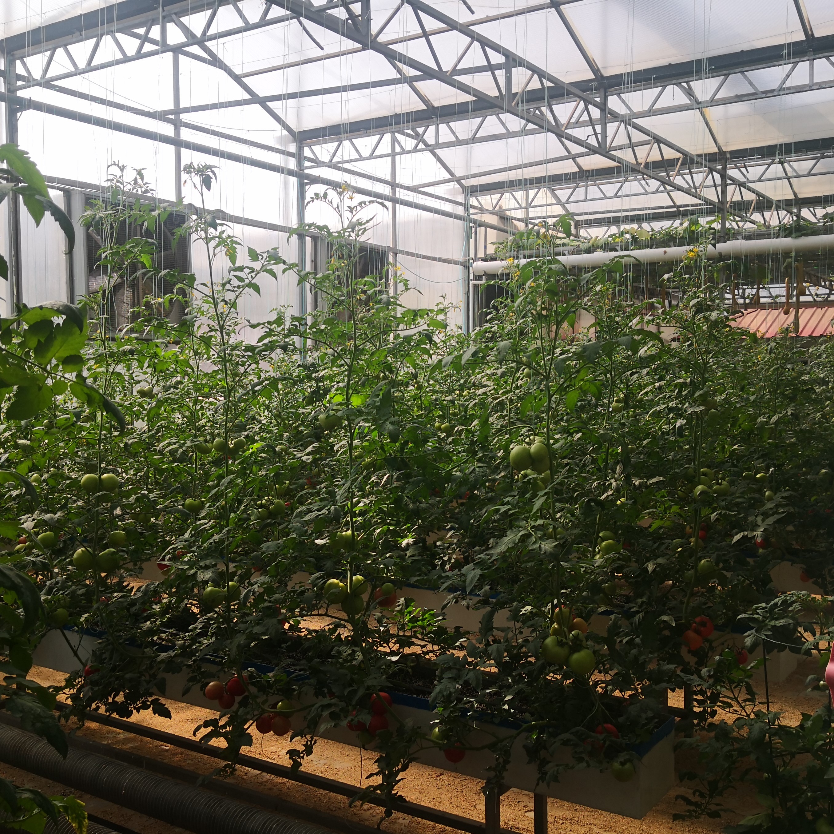 greenhouse