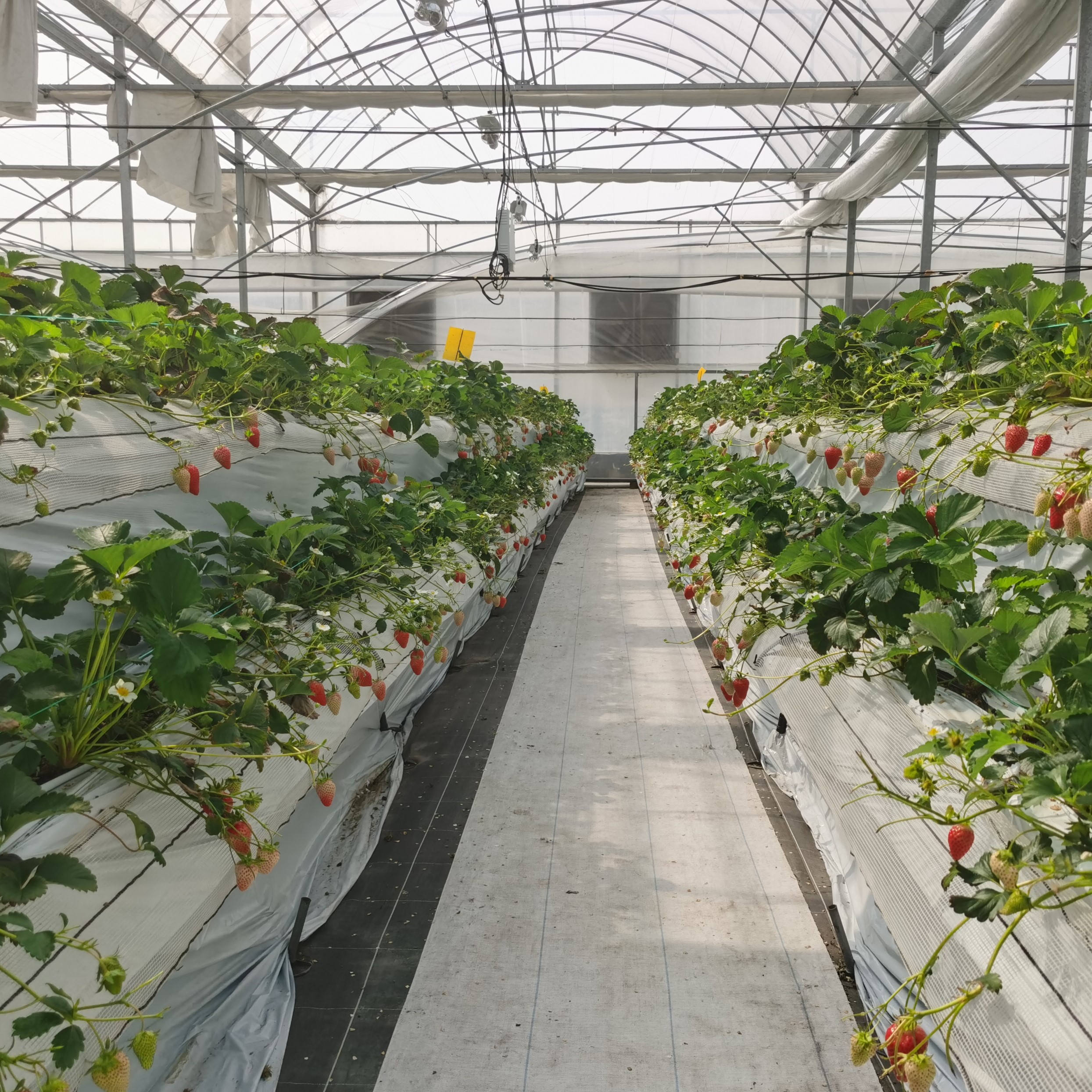 strawberry cultivation