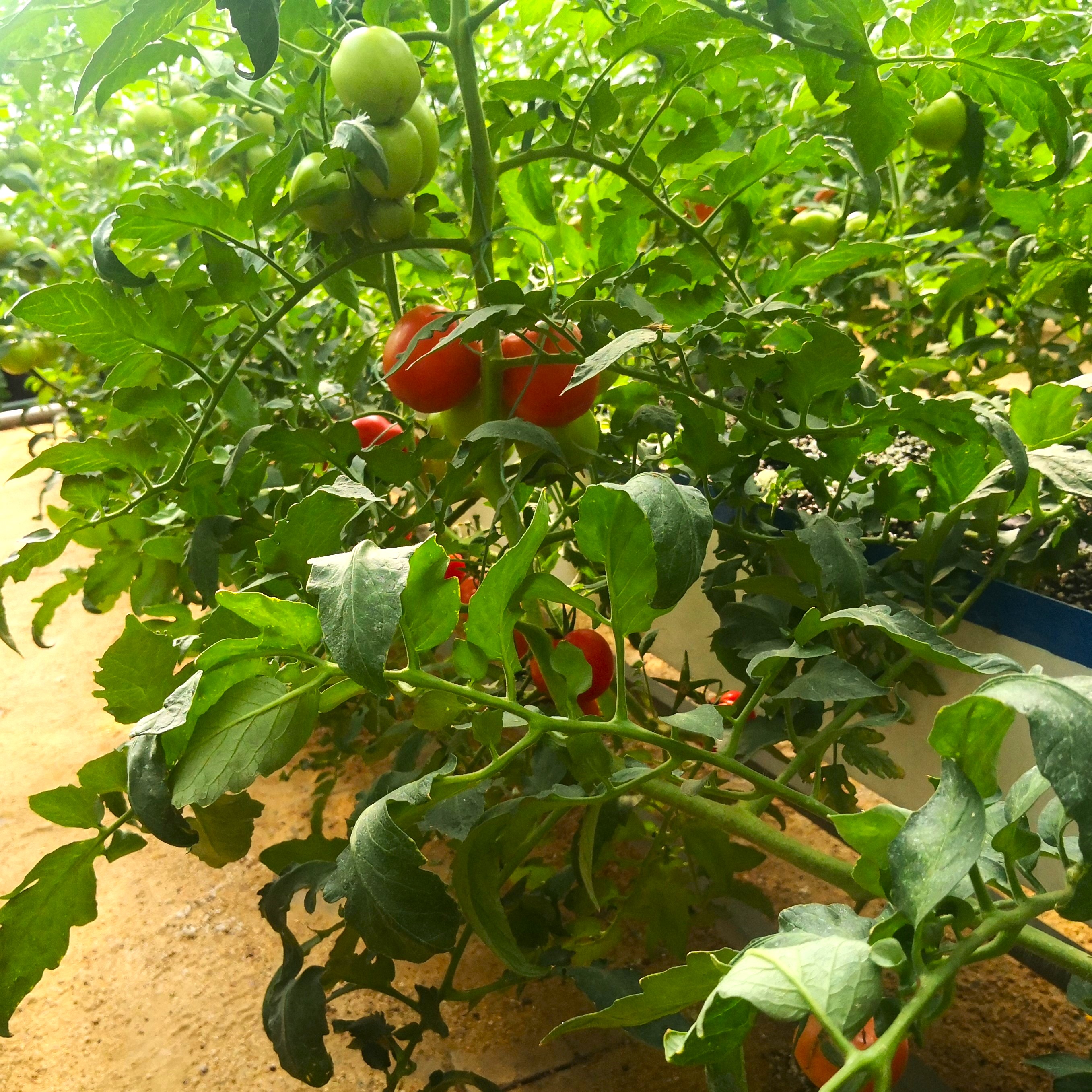 Greenhouse tomato planting