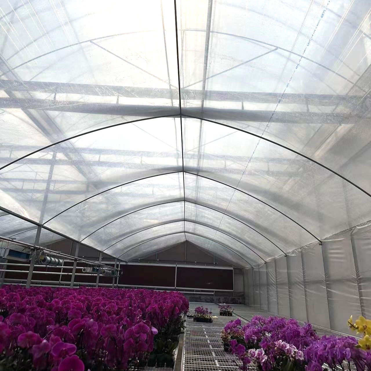 film greenhouse