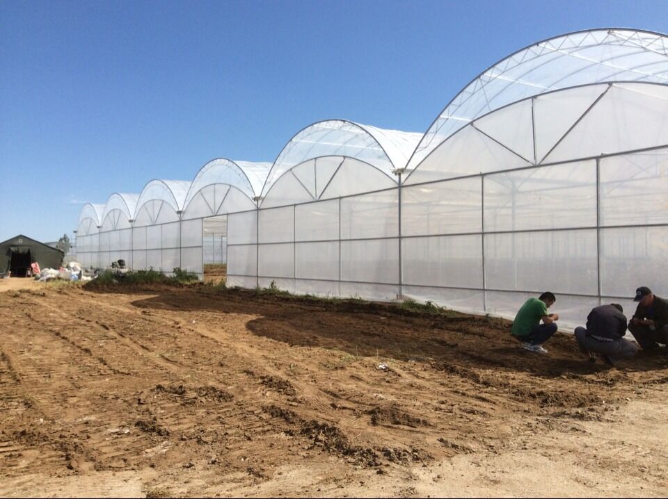 Plastic film greenhouse