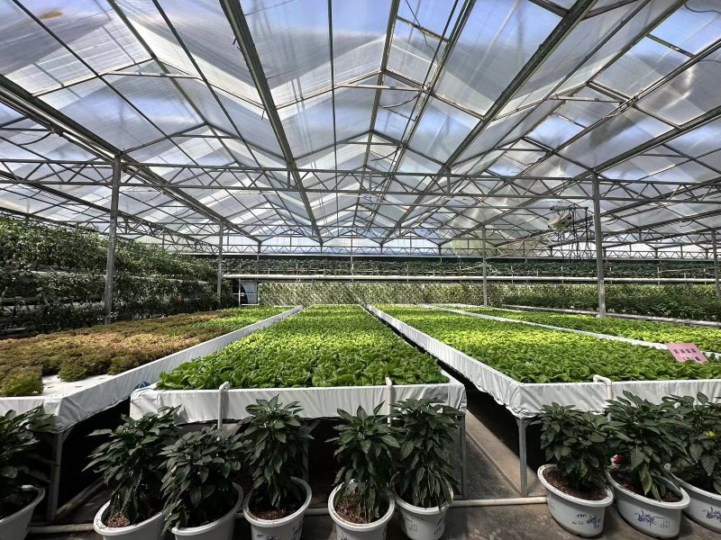 agriculture glass greenhouse