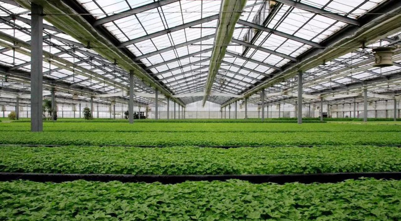 greenhouse