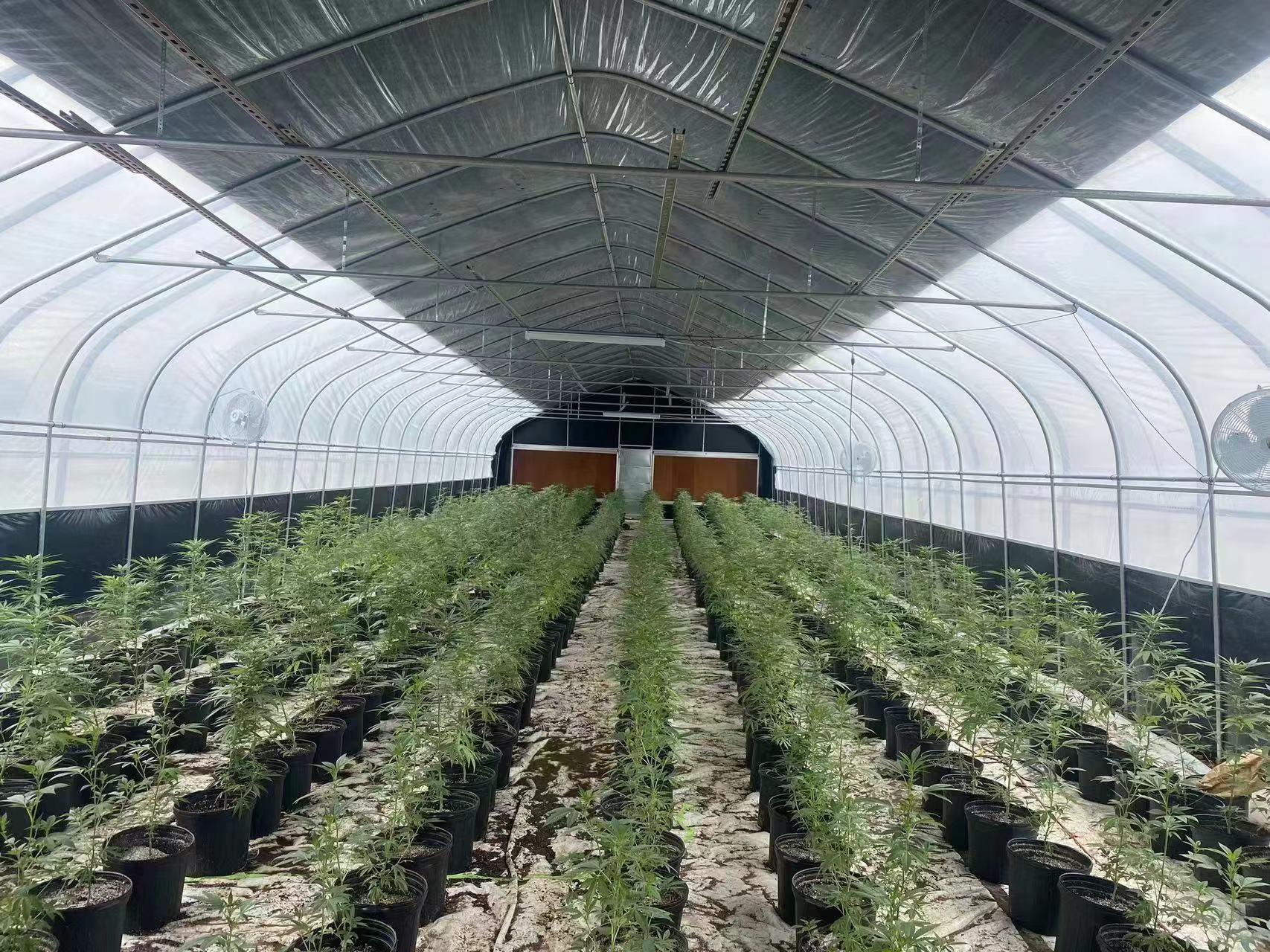 How to protect greenhouses from wind?