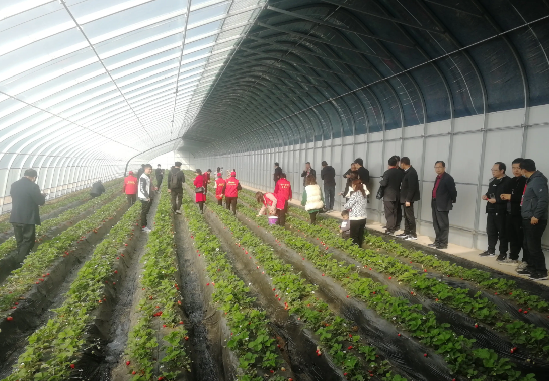 polytunnel plastic