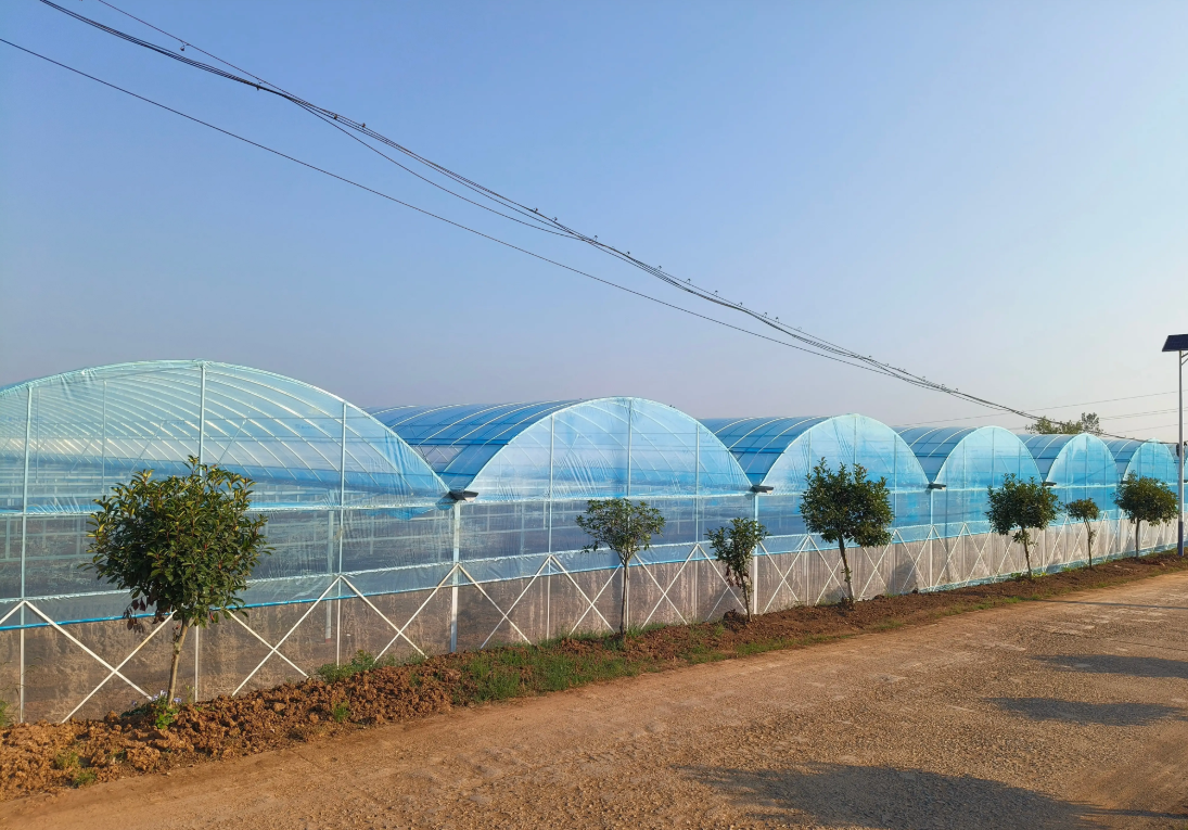 greenhouse film